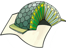 Brain Cross Section